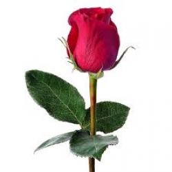  Single Rose 