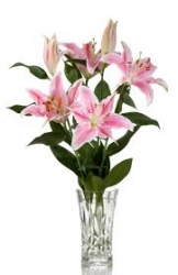 Pink Lilies In Vase