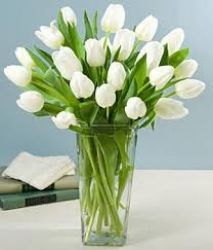White Tulip In Vase