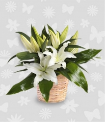 White Lilies Basket Arrangment