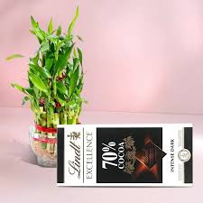 2 Layer Good Luck Plant & Lindt chcolate