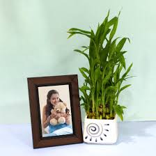 2 Layer Lucky Bamboo Plant Paired with Personalized Photo Frame