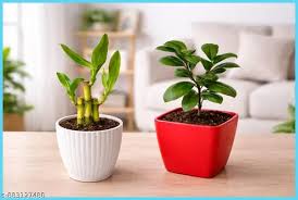 3-Layer Lucky Bamboo & Ficus Compacta Combo