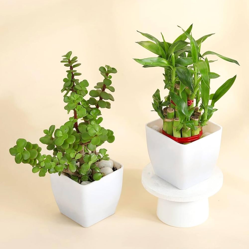 Affluence 2 Layer Bamboo Plant with Jade Plant combo