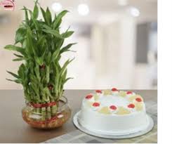 Bamboo Plant with Pineapple cake