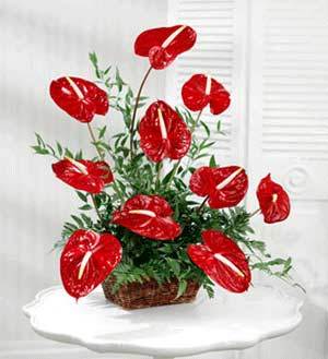 Bespoke Red Anthurium fused into a basket