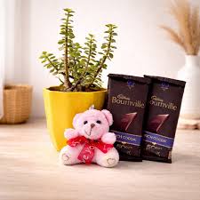 Cute Pink Teddy Paired with Jade Plant & Sumptuous Chocolate
