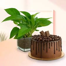 Delicious Choco Fudge cake with Spiritual Money Plant combo