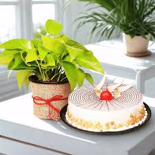 Eggless Butterscotch Cake with a Spiritual Money Plant