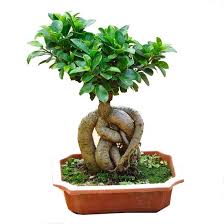 Ficus Compacta Plant