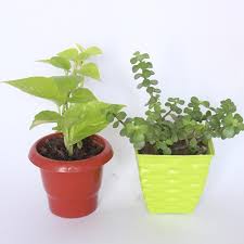 Good Luck Money Plant Combined with Jade Plant