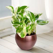 Good Luck Money Plant in Copper Pot