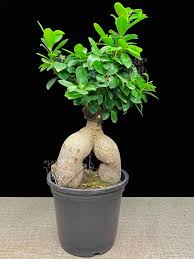 Green Ficus Bonsai Plant