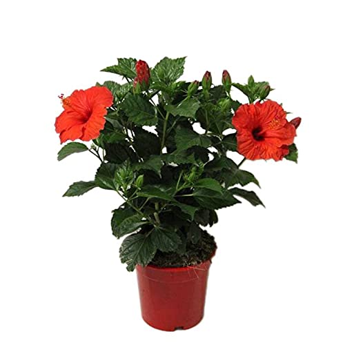 Hibiscus, Gudhal  ( Red) Flowering Plant