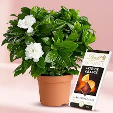 Jasmine Flowering Plant & Lindt Chocolate