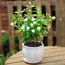 Jasmine flowering Plant