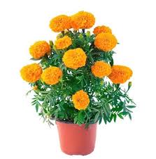 Marigold Flowering Plant