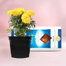 Marigold Plant & Premium Chocolate