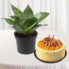 Milt Sansevieria Plant paired with Butterscotch cake