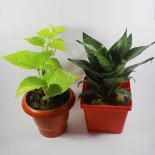 Money Plant Combined with Snake Plant
