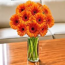 Orange gerbera in a vase
