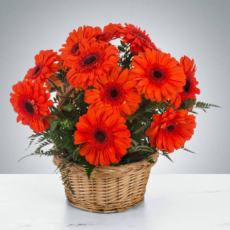 Orange Gerberas Arranged in a Basket