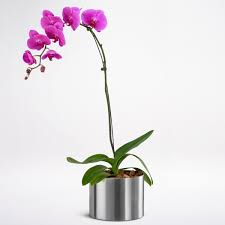 Phalaenopsis Orchid Purple