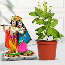 Radha Krishna Ji Idol & Spiritual Tulsi Plant