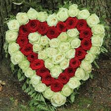 Red and white roses arranged in a heart shape
