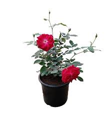 Red Rose Flowering Plant in Pot