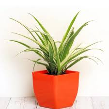 Spider Plant