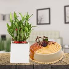 Good Luck Bamboo  Plant and Eggless Butterscotch cake