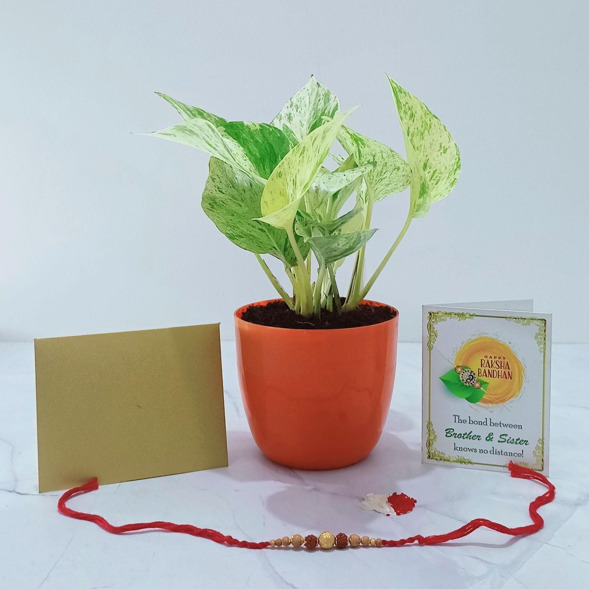 Spiritual Money Plant paired with a fancy Rakhi and greeting card.