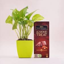 Spiritual Money Plant paired with Temptation Almond Treat