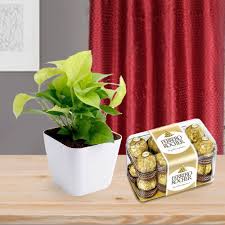 Spiritual Plant and Premium Chocolate Combo