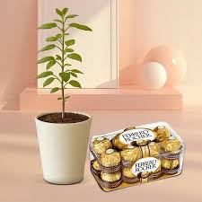 Spiritual Tulsi Plant Added to Ferrero Rocher