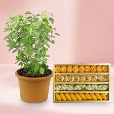 Spiritual Tulsi Plant with Delicious Mix Mithai for Mother