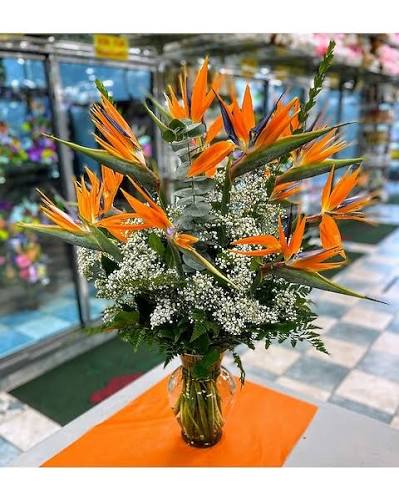 Staggering Bird of Paradise fused in Vase