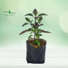 The sacred Tulsi plant