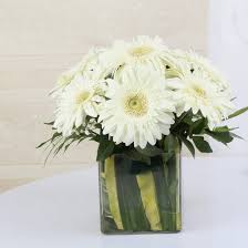 White Gerberas fused in a glass vase