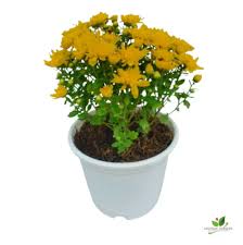 Yellow Chrysanthemum flowering plant
